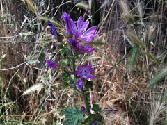 Malva sylvestris sylvestris