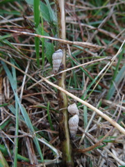 Cochlicella