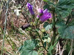 Malva sylvestris sylvestris
