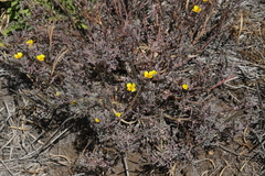 Eschscholzia ramosa