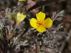 Eschscholzia ramosa