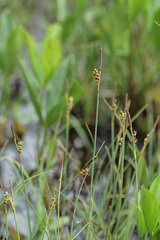Carex panicea