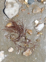 Gracilaria