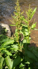 Rumex hydrolapathum