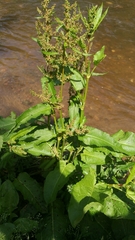 Rumex hydrolapathum