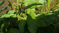 Rumex hydrolapathum