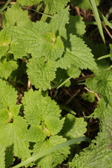 Lamium album
