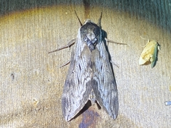 Sphinx poecila