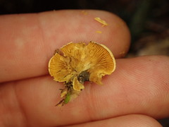 Crepidotus parietalis
