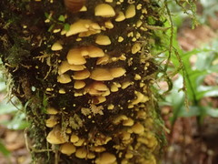 Crepidotus parietalis