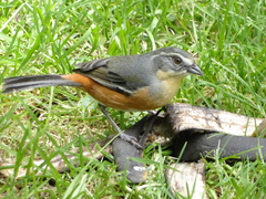 Microspingus lateralis