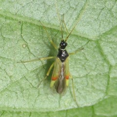 Tupiocoris californicus