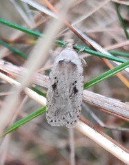 Agonopterix yeatiana