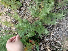 Artemisia abrotanum