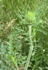 Daucus carota