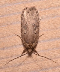 Agonopterix heracliana