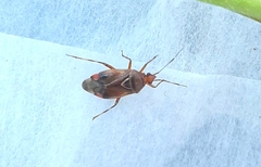 Deraeocoris flavilinea