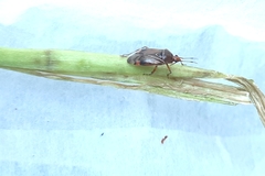 Deraeocoris flavilinea