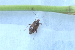 Deraeocoris flavilinea