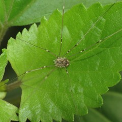 Leuronychus pacificus