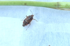 Deraeocoris flavilinea