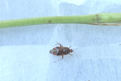 Deraeocoris flavilinea