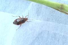 Deraeocoris flavilinea