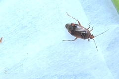 Deraeocoris flavilinea