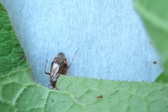 Deraeocoris flavilinea