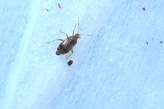 Deraeocoris flavilinea