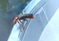 Cantharis livida