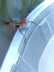 Cantharis livida