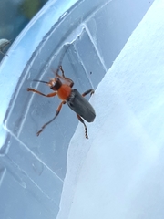 Cantharis livida
