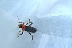 Cantharis livida