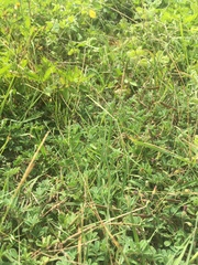 Digitaria mollicoma