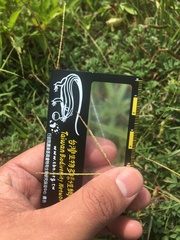 Digitaria mollicoma