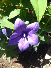 Platycodon grandiflorus