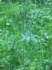 Cirsium eriophorum