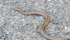 Vipera seoanei