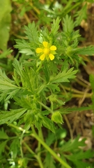 Potentilla supina