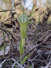Pterostylis dilatata