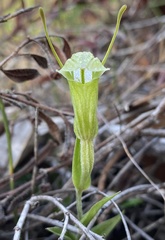 Pterostylis dilatata