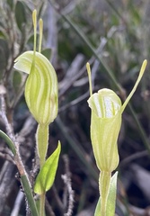 Pterostylis dilatata
