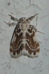 Pseudoadites frigida