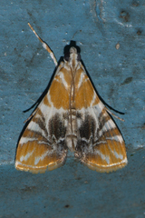 Macaretaera hesperis