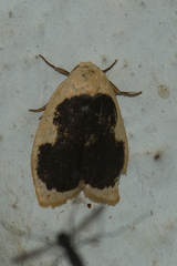 Pseudoblabes oophora
