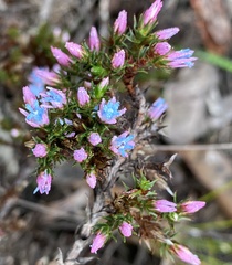 Andersonia caerulea