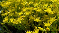 Sedum acre