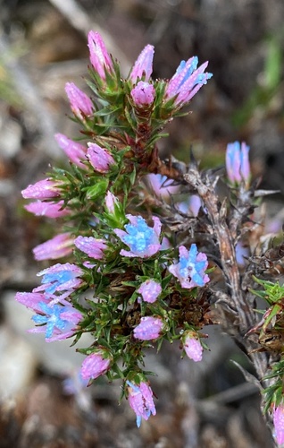 Andersonia caerulea R.Br.