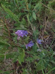 Vicia cracca
